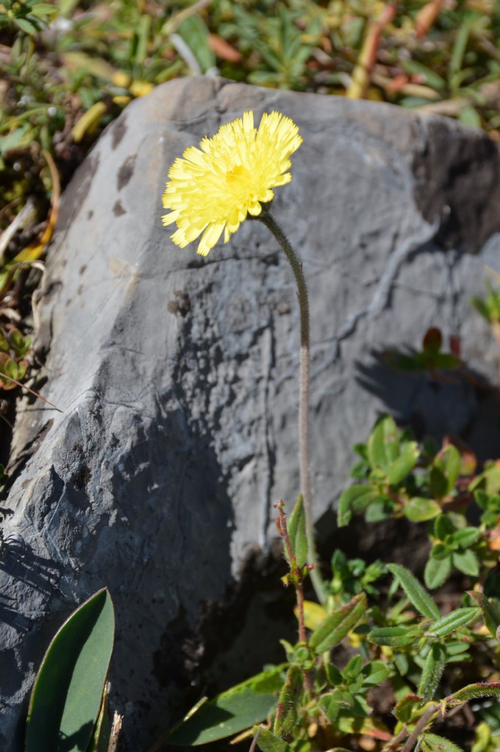 Pilosella officinarum (ex Hieracium pilosella)